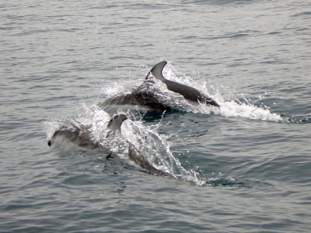 Pacific White-Sided Dolphin