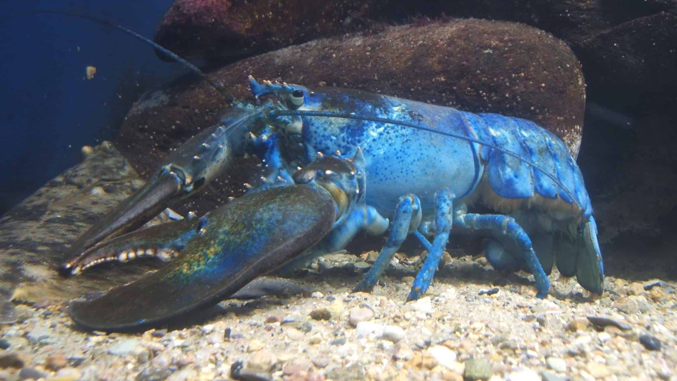 Blue lobster