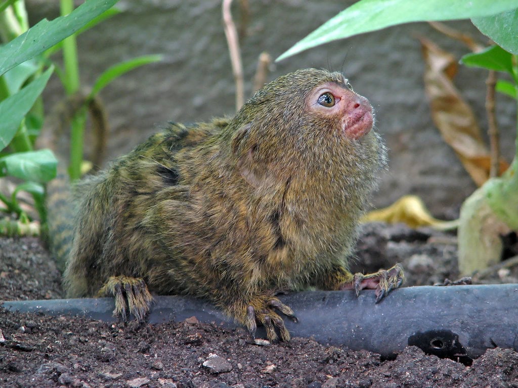 Pygmy Marmoset monkey