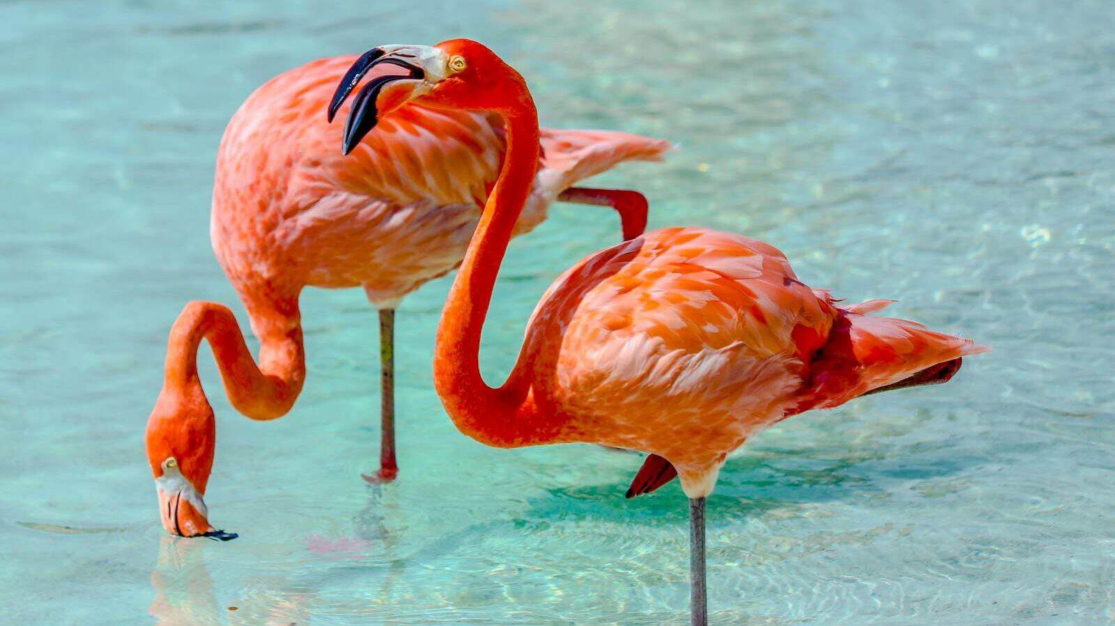 pink flamingos on water during daytime