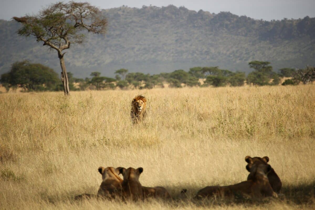 lion in front of tigers surrounded with grass during daytime