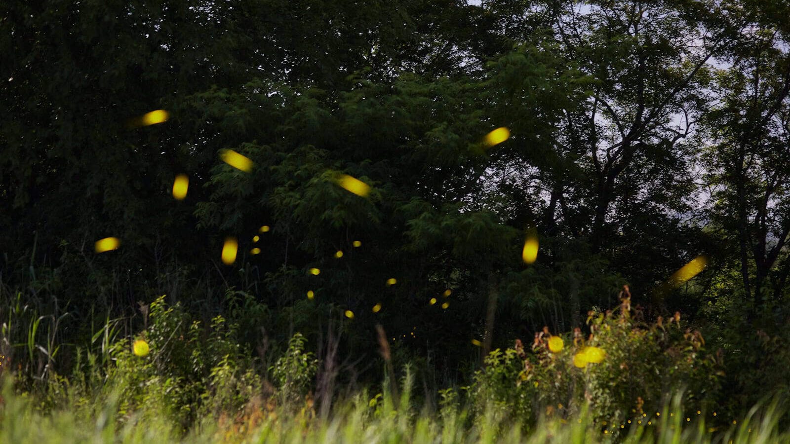 green grass field with yellow flowers