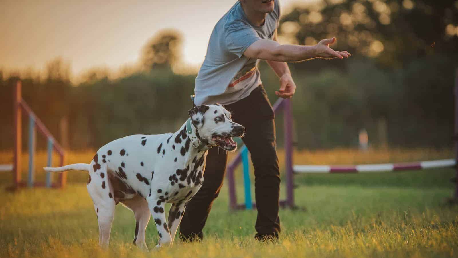 a man standing next to a dalmatian dog on a lush green field
