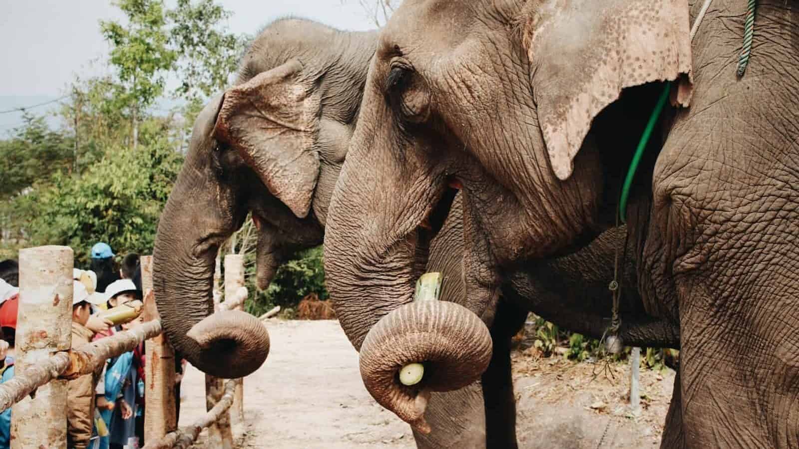 two gray elephants during daytime