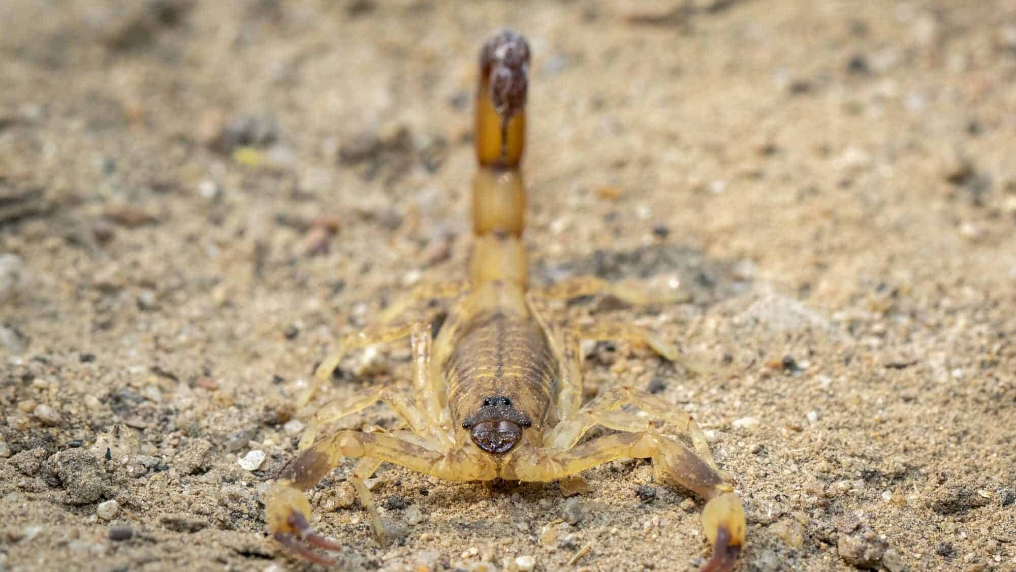 Image of giant desert hairy scorpion on the ground.