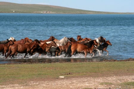 Why Horses Run in Herds—The Science of Their Social Bonds