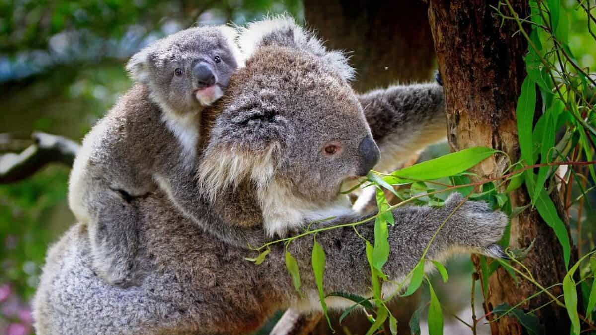 koalas, animals, wildlife, nature, mammals, koala bears, koala joey, mother, young, baby koala, marsupial, furry, fauna, wilderness