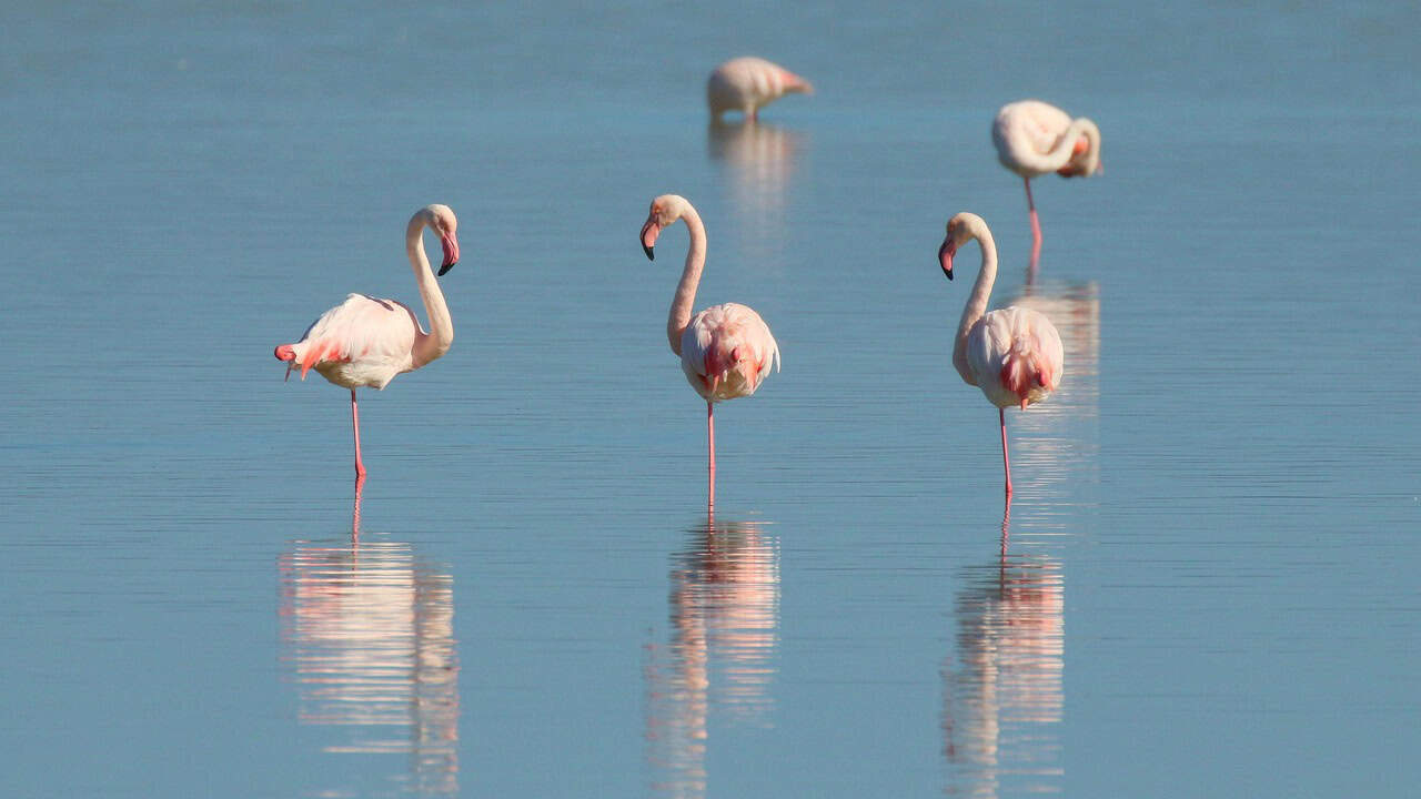 flamingo, birds, plumage, sea, water, animal, exotic, feather, pattern, ornithology, reflection, nature, wildlife, flamingo, flamingo, flamingo, flamingo, flamingo