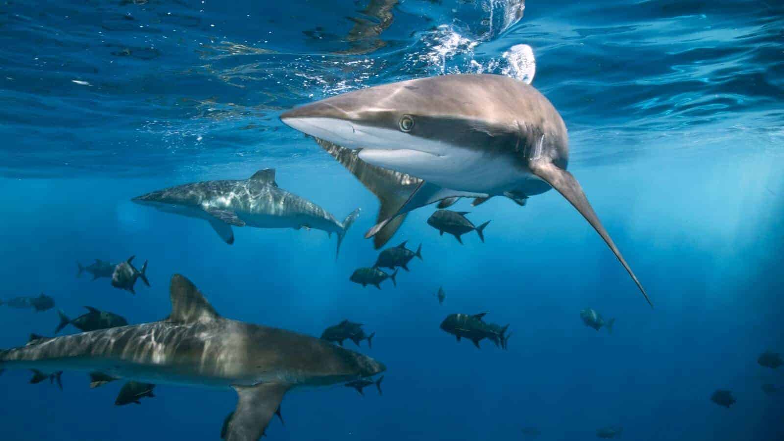 Shark