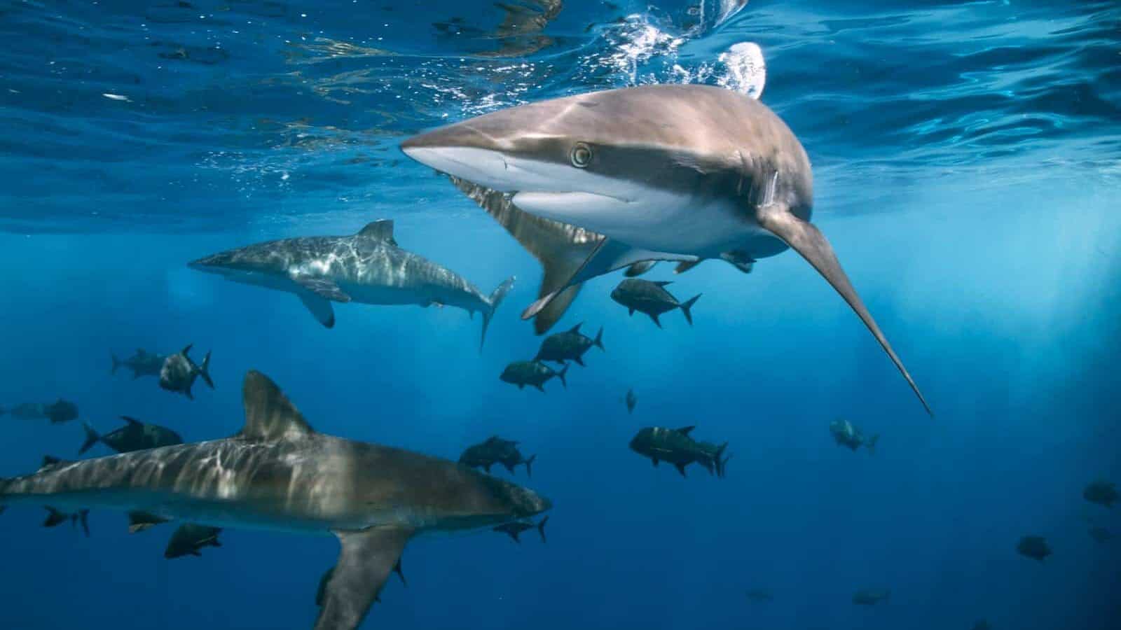Defensive mechanism of shark