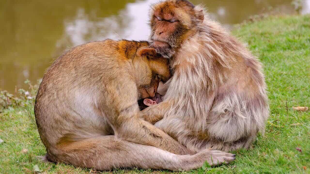 barbary monkey, animals, family, barbary macaque, monkeys, baby monkey, primates, mammals, wildlife, sleep, cuddle, nature, animal portrait, berber, mother, father, child, security, family, monkeys, sleep, sleep, sleep, mother, father, security, security, security, security, security