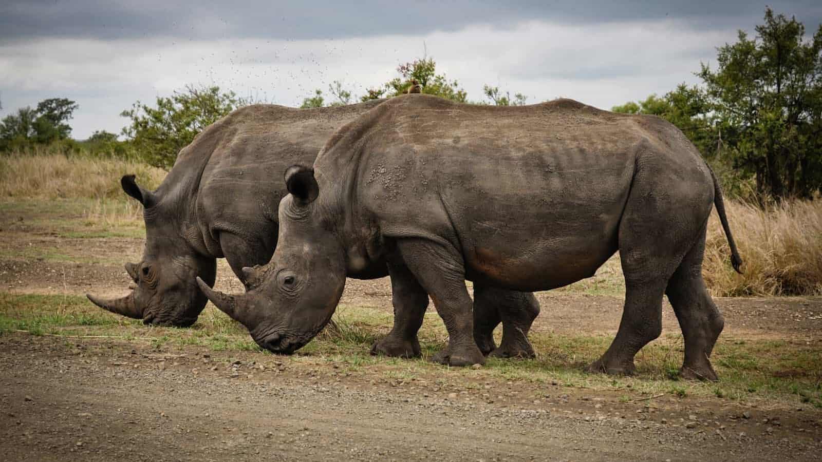 Two rhinoceroses graze in Kruger Park, showcasing the beauty of South African wildlife.
