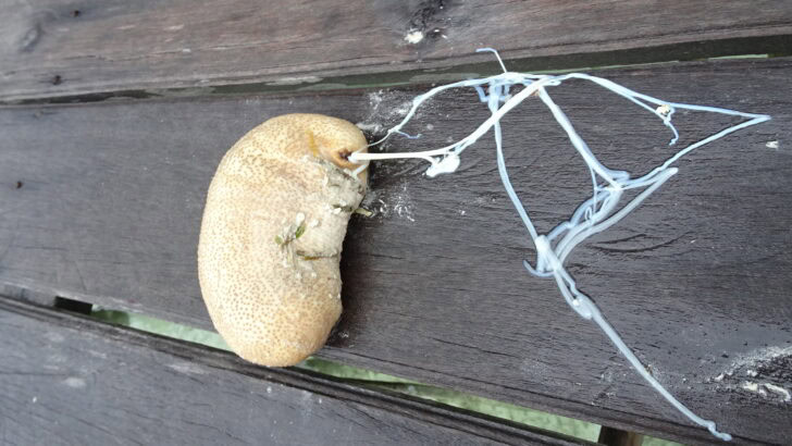 Animals That Use Bizarre Defenses to Survive in the Wild