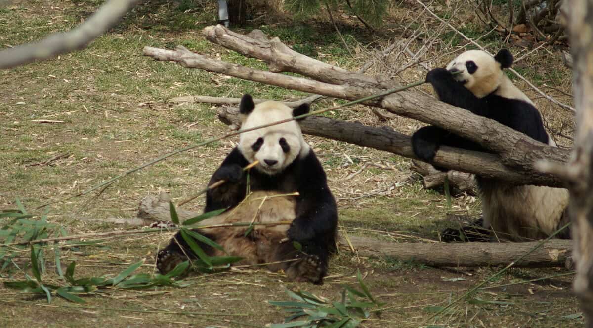 Panda eating bamboo