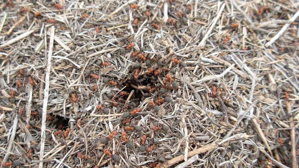 ants