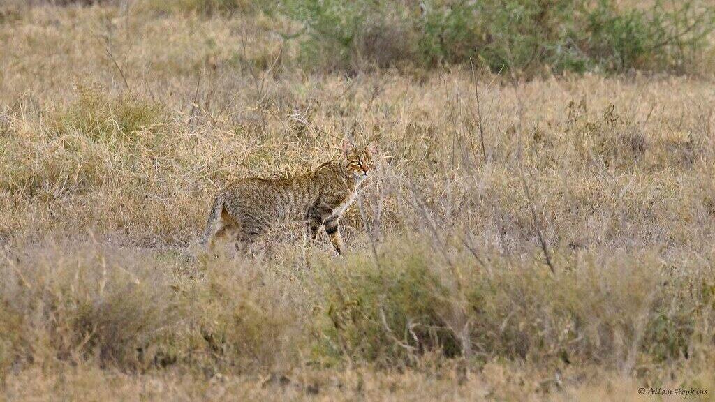 African wildcat