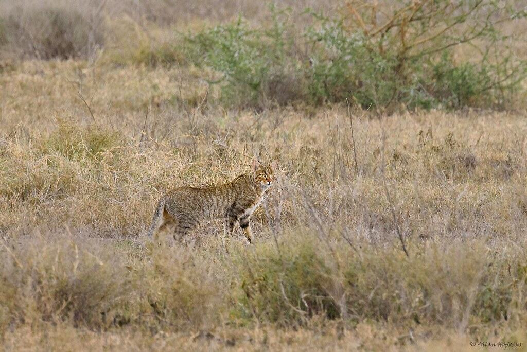 African wildcat
