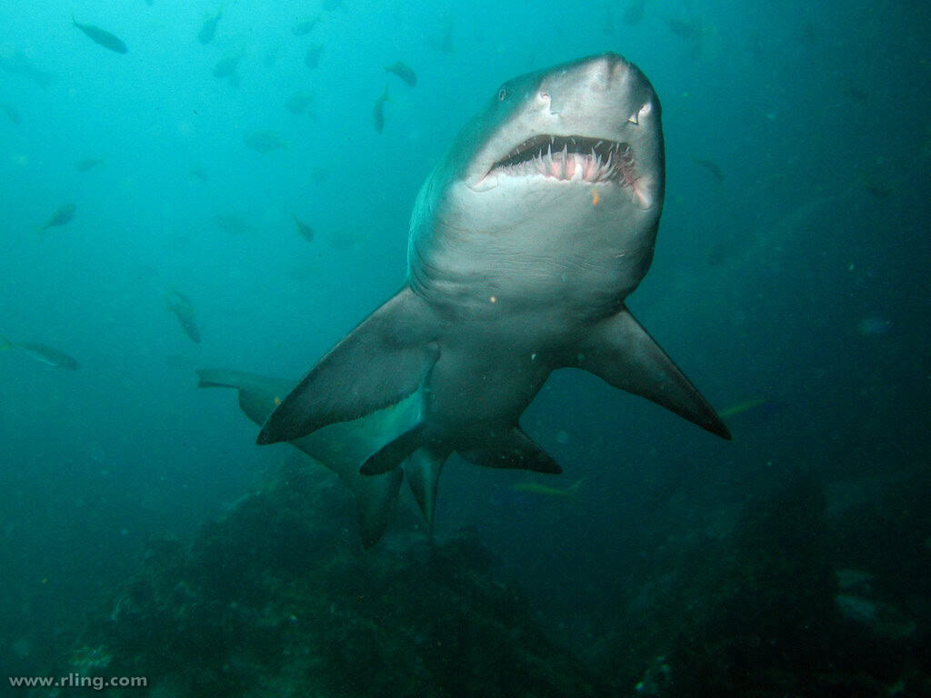 Nurse shark