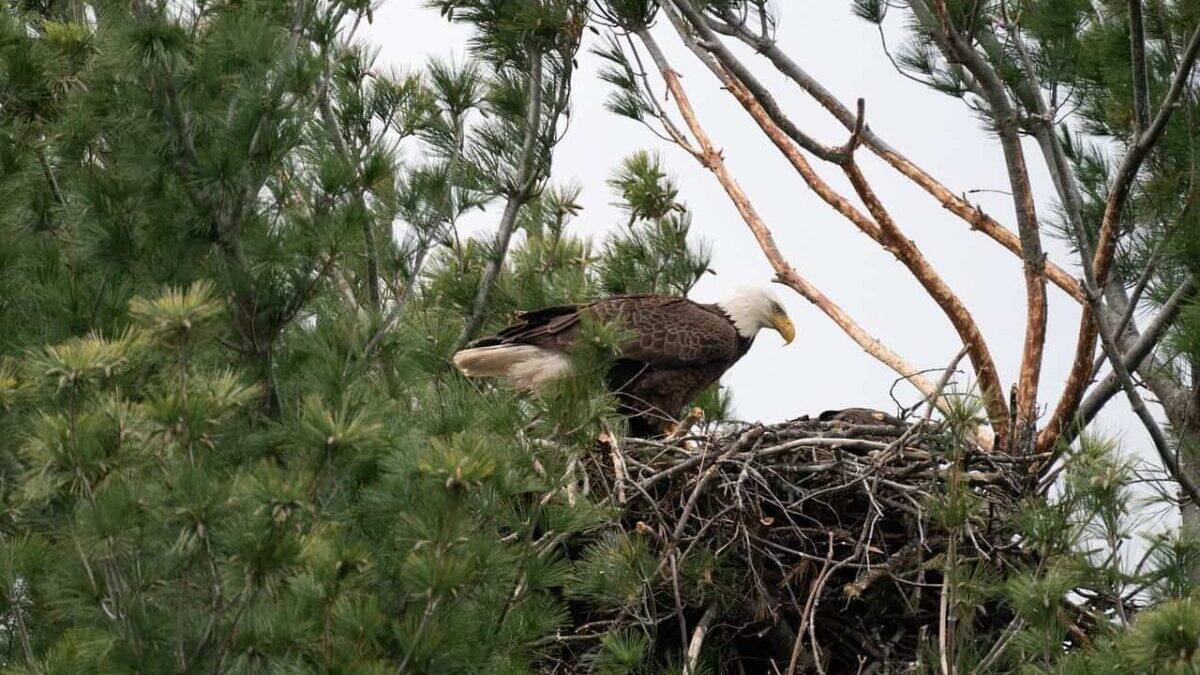 bird, eagle, nest, tree, wild, nature, wildlife, bald eagle, ornithology, species, fauna, avian, bald eagle, bald eagle, bald eagle, bald eagle, bald eagle
