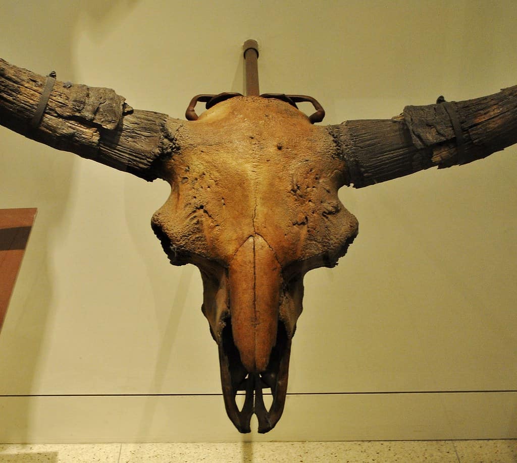 Steppe bison skull