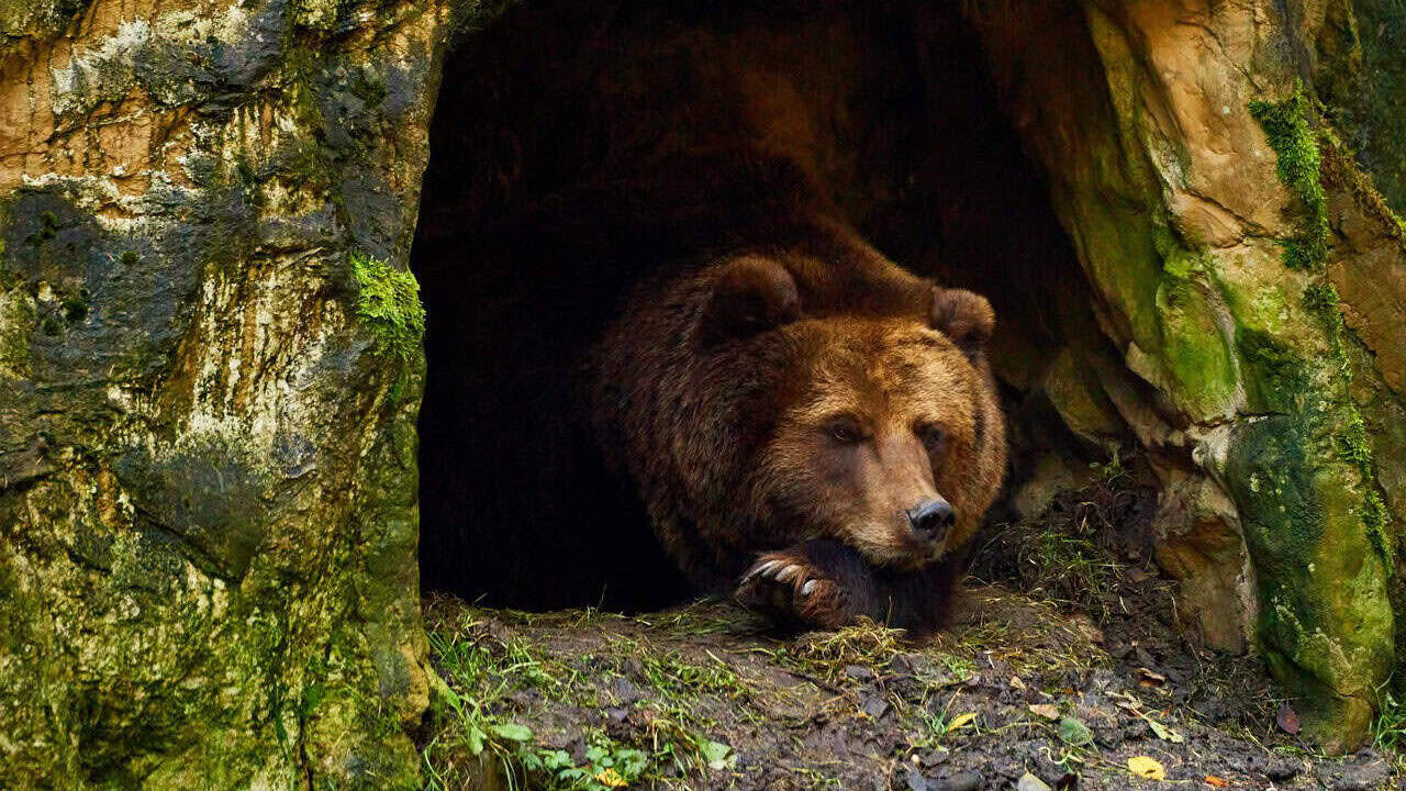 bear, brown bear, hibernation, wildlife, nature, bear's den, mammal, hibernation, hibernation, hibernation, hibernation, hibernation