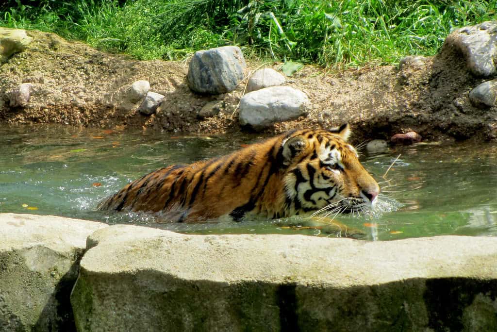 Tiger swimming