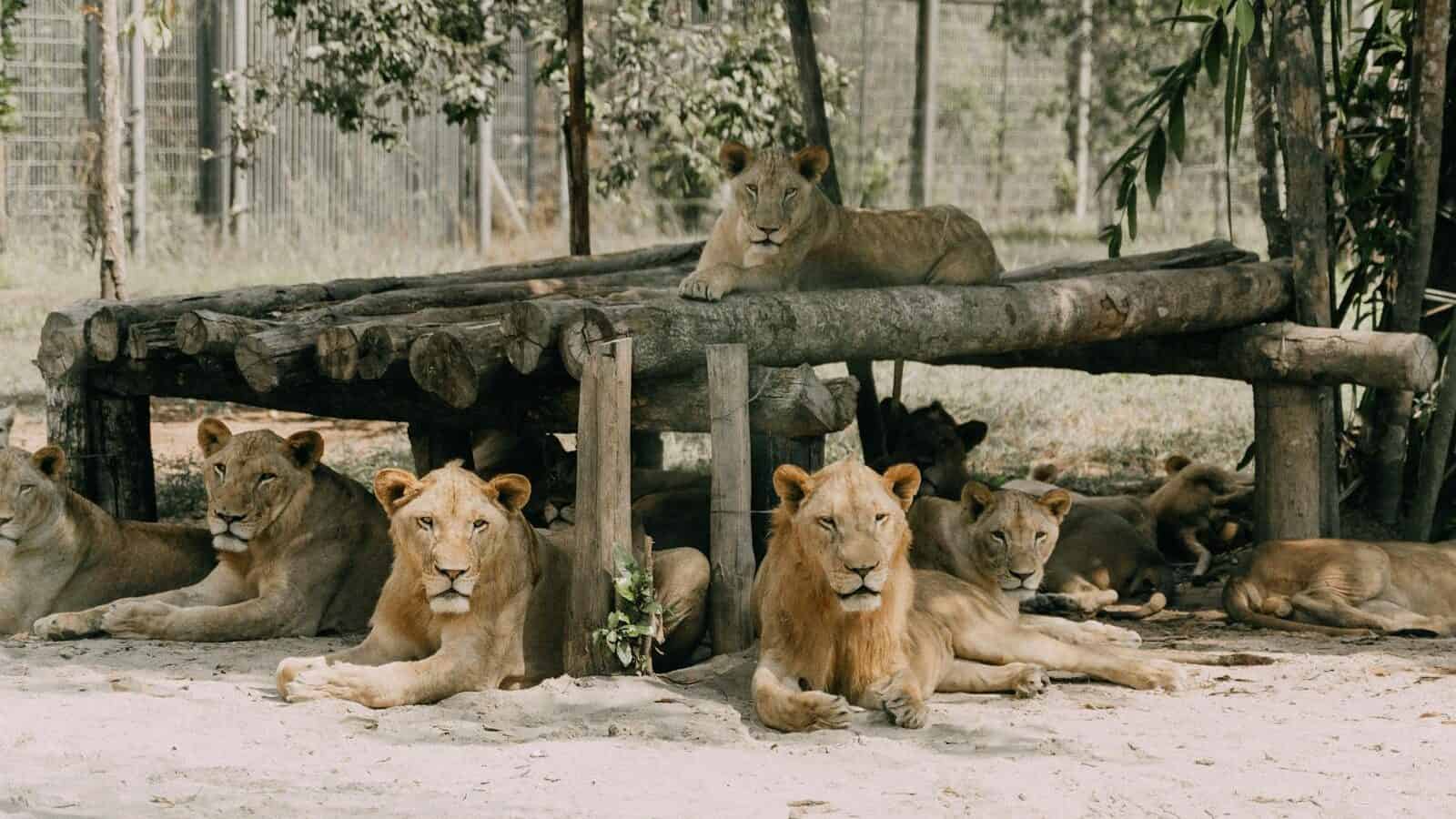 A group of lions relaxing in a shaded area at a zoo enclosure.