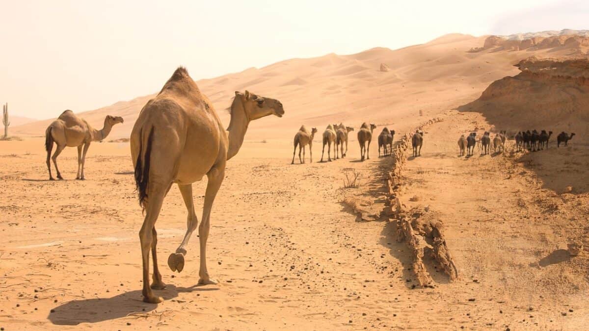 desert, camel, nature, sand, animal, species, fauna