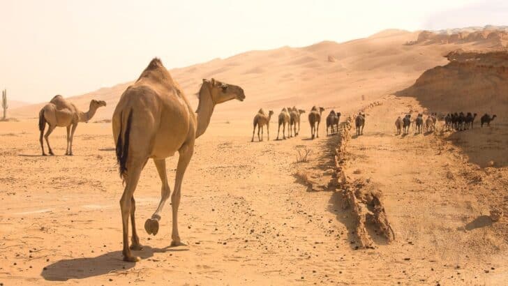 The Best Deserts for Spotting Camels in the Wild
