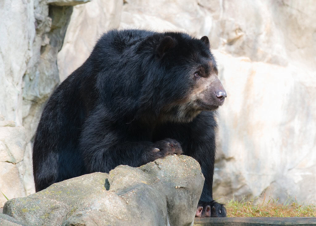 Andean Bear