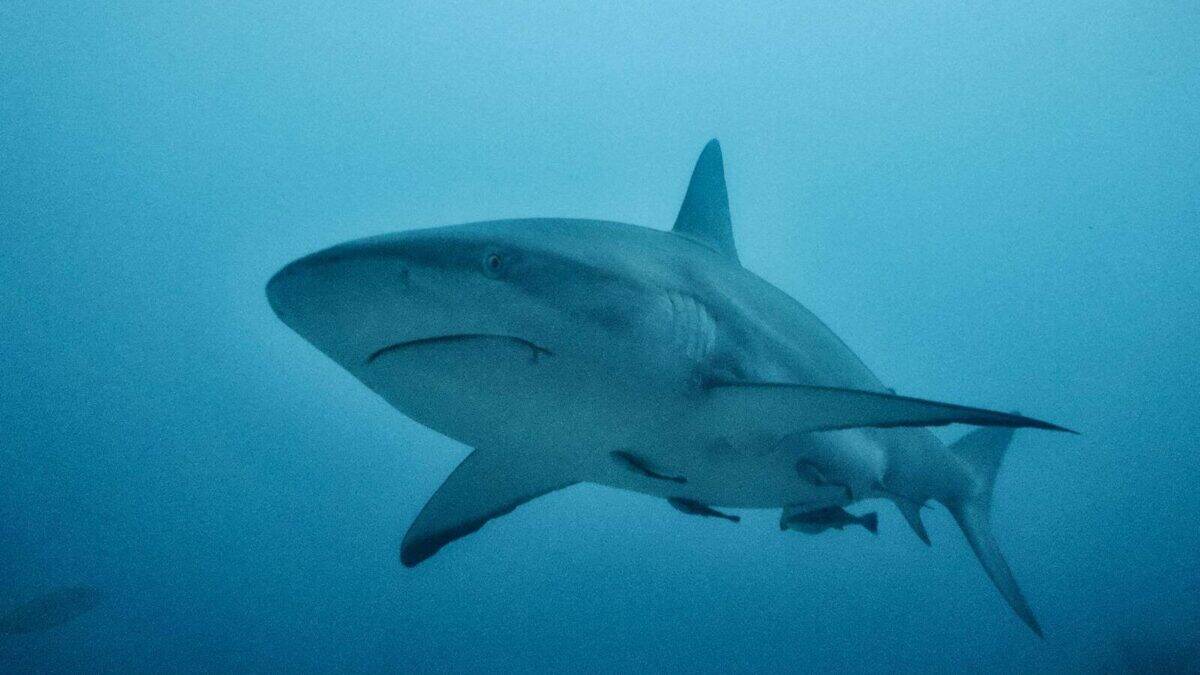 Captivating underwater view of a shark swimming in the ocean depths.