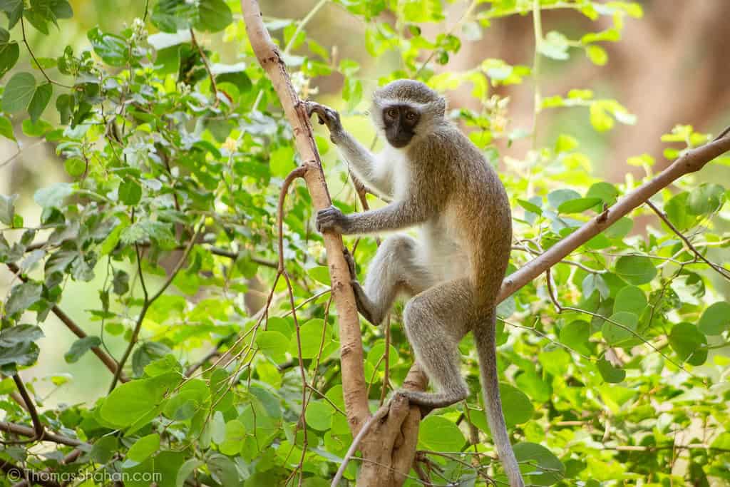 Vervet Monkey