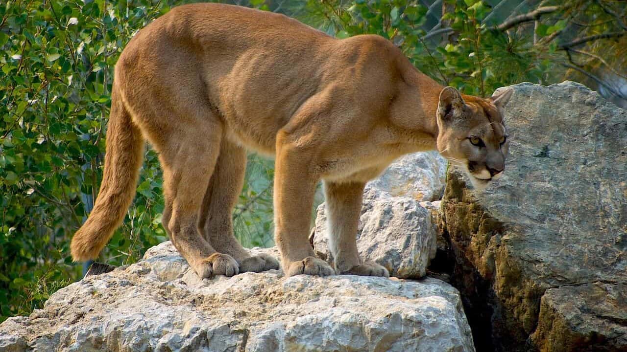 cougar, animal, pet, puma, zoo, large cat, feline, mammal, nature, wildlife, wildlife photography, cat, cougar, cougar, cougar, cougar, cougar, puma, puma