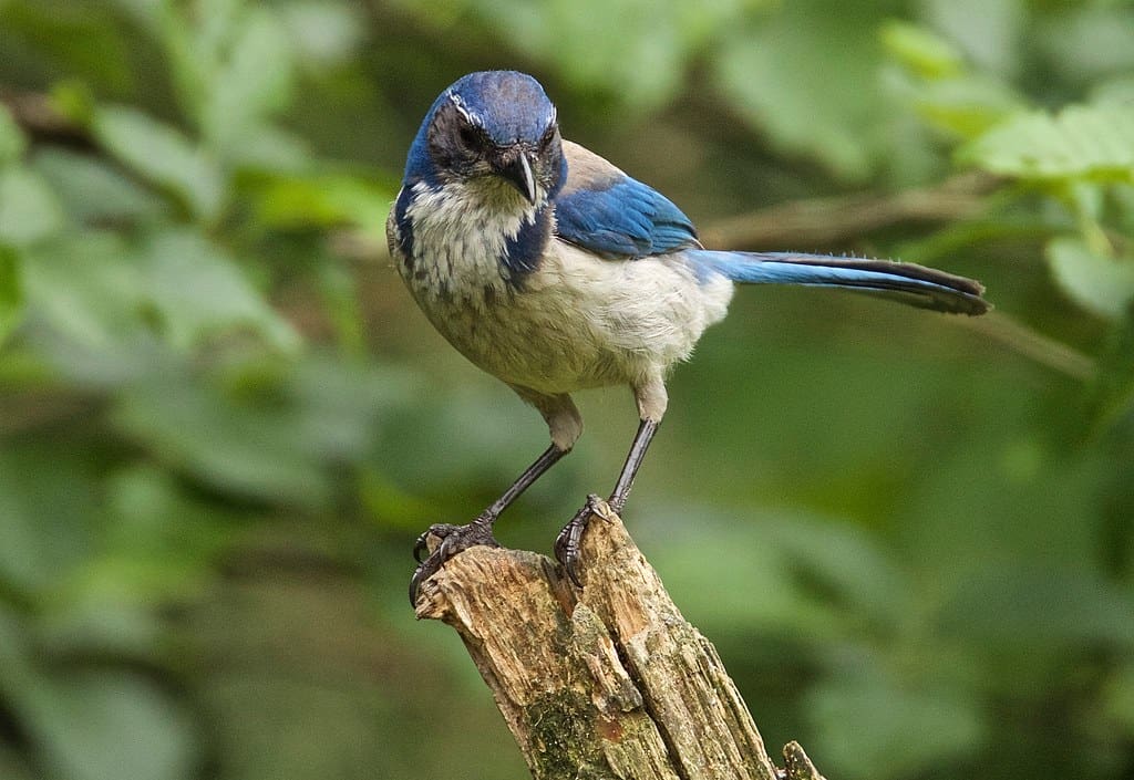scrub jays