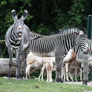 Why Zebras Are More Aggressive Than You Might Think