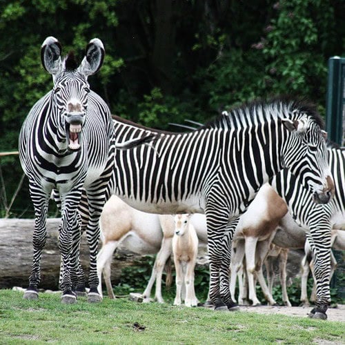 Zebra