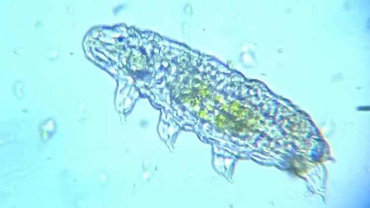 How This Creature Survives the Coldest Temperatures on Earth
