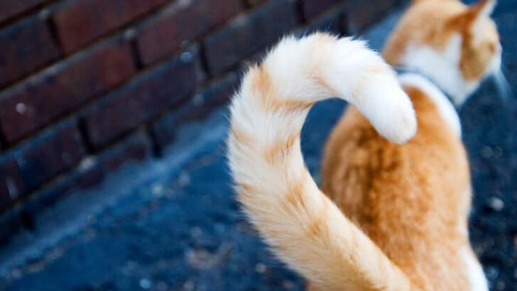 What Your Cat&rsquo;s Tail Movements Are Trying to Tell You
