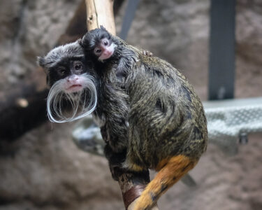 How Tamarin Monkeys Share Parenting Roles