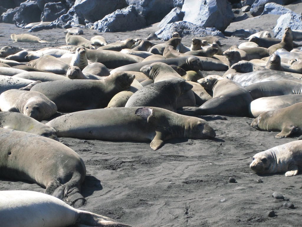 Seal colony