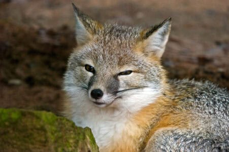 The Wild Animals That Roam the Great Plains