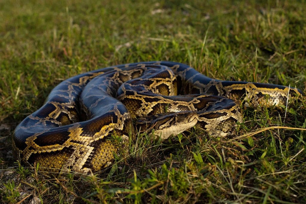 Burmese python