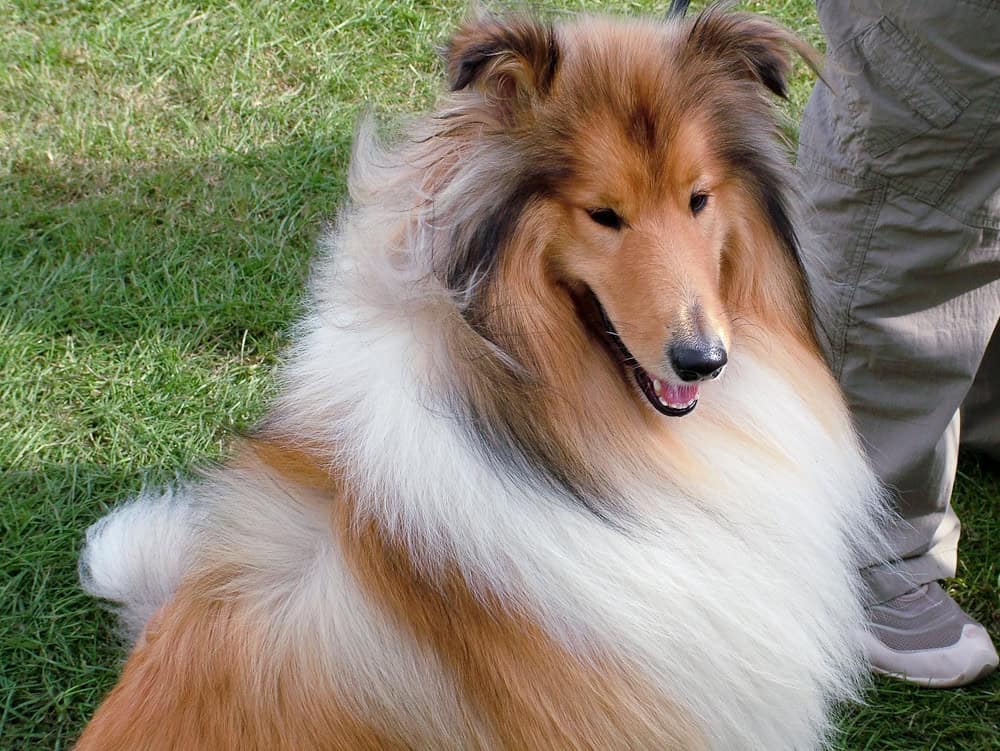 Rough Collie
