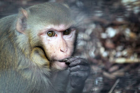 The Intelligence of Rhesus Macaques in Lab Research and Nature