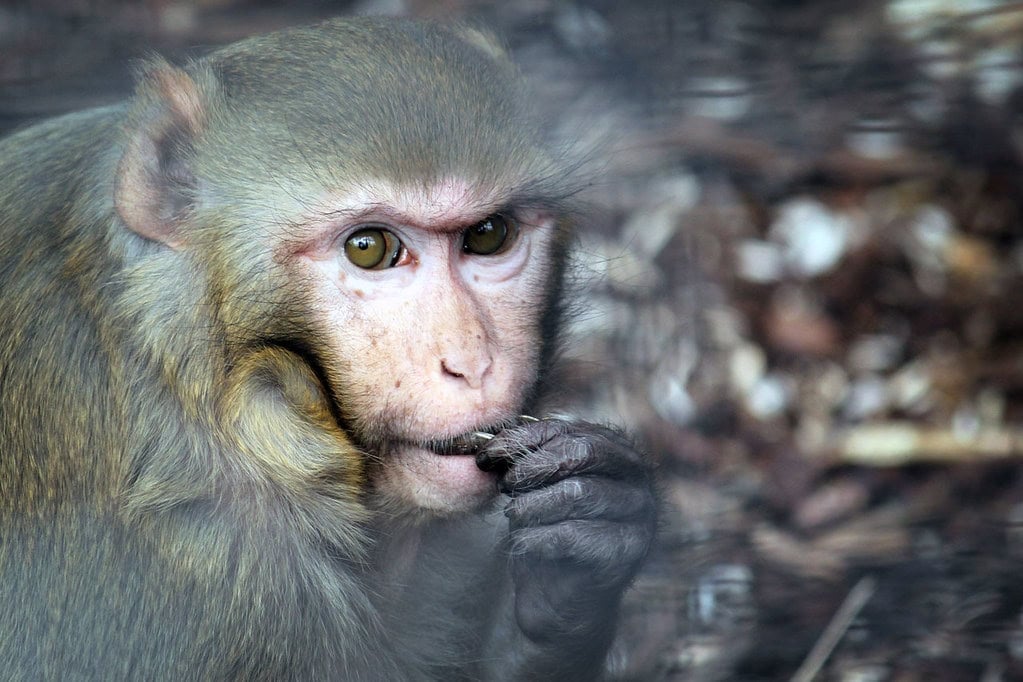 Rhesus Macaque