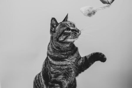 Could Your Cat Be Left-Pawed or Right-Pawed?