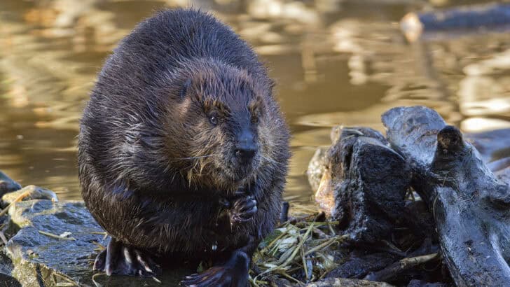 Why Beavers Are Nature’s Most Underrated Engineers