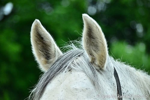 Horse ears