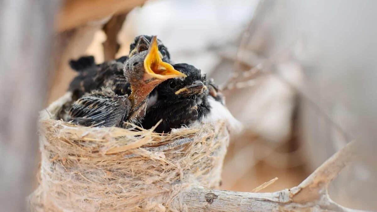 white and black bird on brown nest