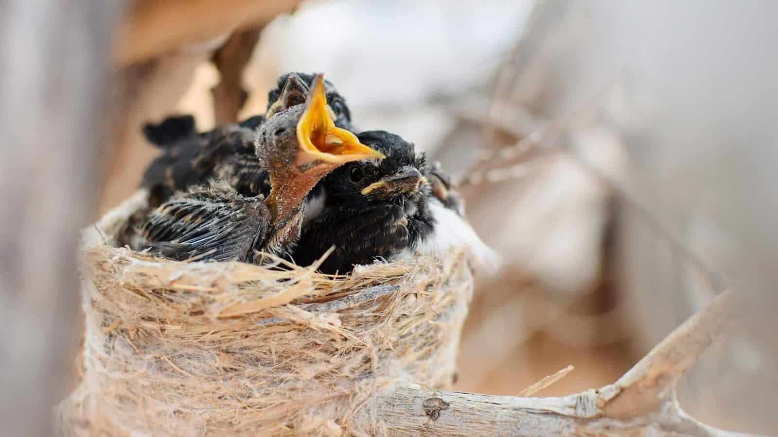 white and black bird on brown nest